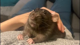 Cute Rat Eating My Shirt