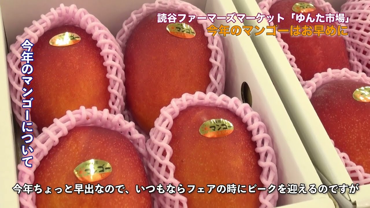 2024年7月4日(木)JAゆんた市場 今年のマンゴー、早めです🥭 - YouTube