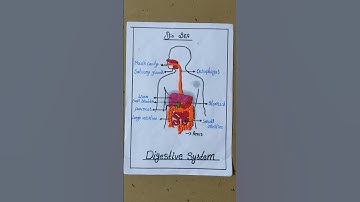 Digestive system activity with clay#schoolactivity #digestivesystem #activity #clay