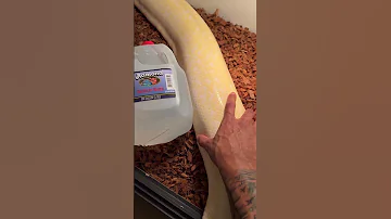 Is My Banana Snake Big 