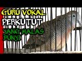 Perkutut Lokal Suara Mantap Membuat Lawan Nyaut Suara Burung Perkutut Lokal Mp3 - Mp4 Download