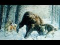 Охота на медведя в западной сибири с лайками.