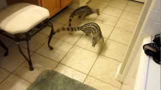 Pet Spotted Genets Khira and Casper Playing in the House