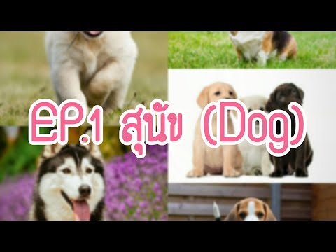 EP.1 ประวัติความเป็นมาของสุนัข (Dog.) สุนัขเกิดมานานขนาดนี้เลยหลอ?