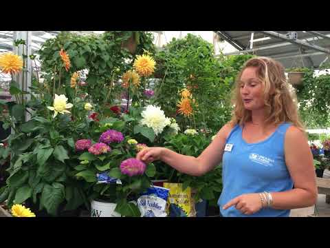 Soil Acidifier