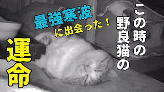 野良猫の運命って分からないものですね