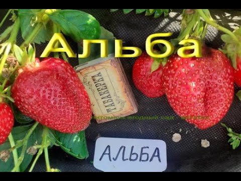 РАННИЙ сорт клубники