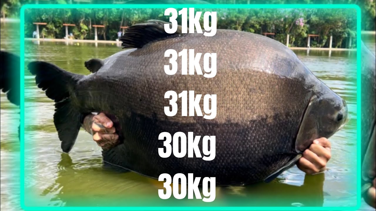 SOL PESCARIAS/ NÃO TEM PEIXE PEQUENO?/ MÉDIA DE PEIXE GIGANTE/