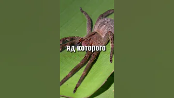 Самые опасные пауки в Мире