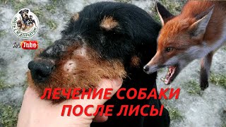 Охота с ягдтерьером, лечение ягдтерьера после охоты на лису. Fox Hunt with Jagdterrier