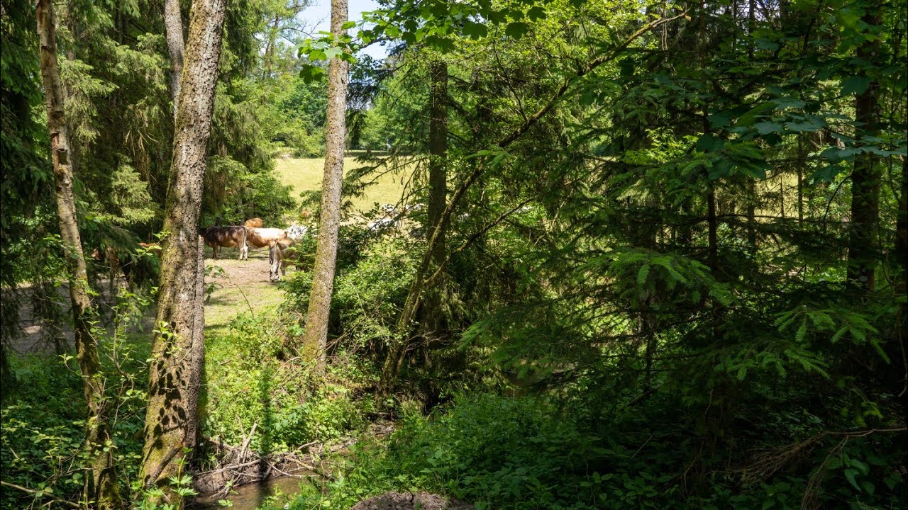 Familie Graf Adelmann von Adelmannsfelden aus Kleinbottwar | Adel im Südwesten