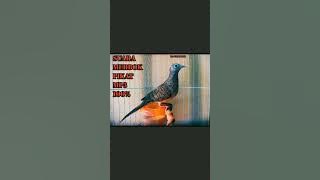 SUARA MERBOK MP3 PERKUTUT ZEBRADOVE FULLVIDEO 👉🏻