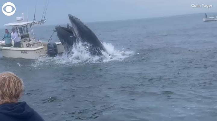 Whale capsizes boat off coast of New Hampshire