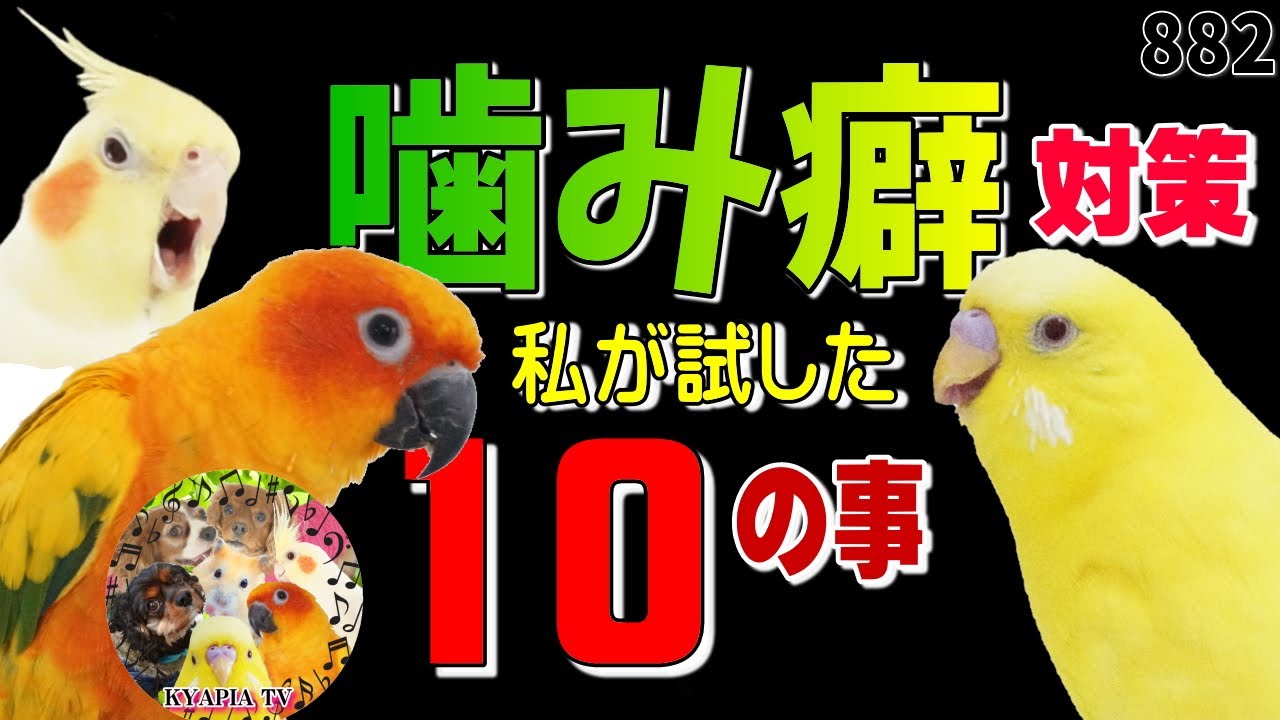 鳥 インコがなぜ噛む 理由と対策 しつけ方法 噛み癖 動画8 What To Do If A Bird Bites You Youtube