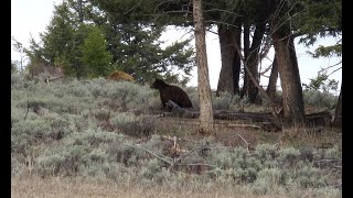 Yellowstone Treadmill Walk #1- 1 Hour - Mount Everts