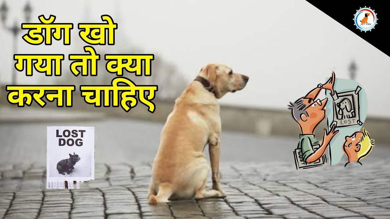 How To Report A Stolen Dog How To how-to-report-a-stolen-dog-how-to