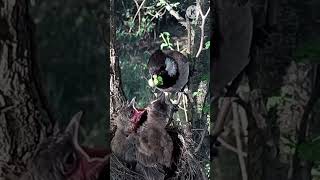 Mom Feeding Baby Bird P2