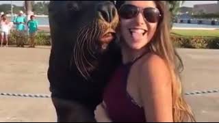 Kameraya Poz Veren Deniz Aslanı