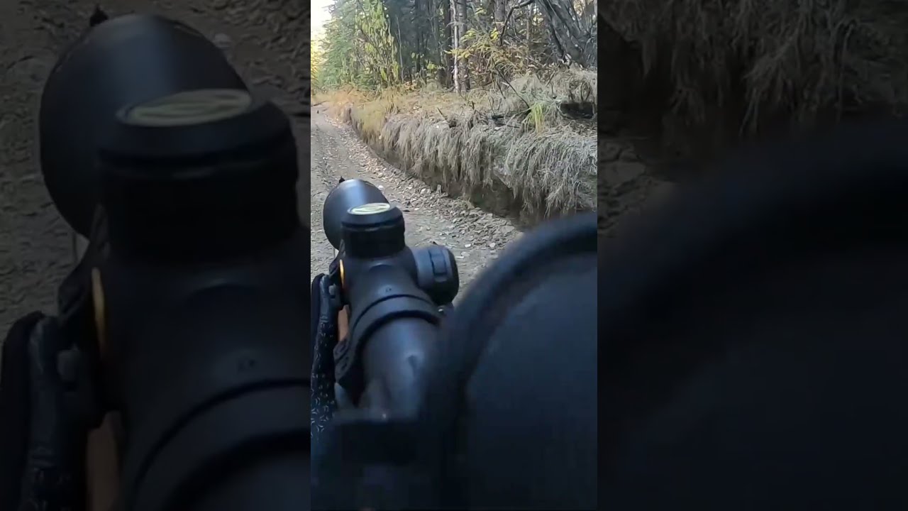Spruce Grouse On Alaskan Trail Alaska Hunting Grousehunting