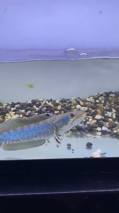 Progress Blue Pulchra #papichanna #channa #chana #Blue Pulchra #ikanpredator #ikan