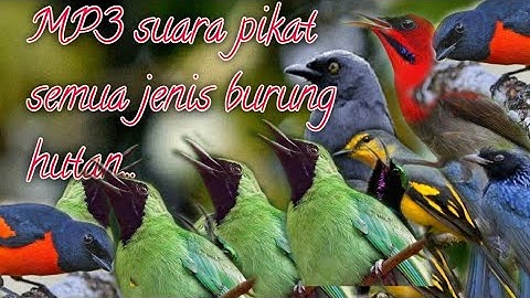 MP3 suara pikat semua jenis burung hutan||paling ampuh@jahid channel