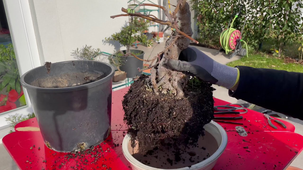 RINVASI PREBONSAI pt. 4 - Melo e quercia roverella bonsai 2021