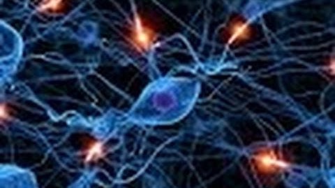 Anatomy and Physiology of Nervous System Part I Neurons