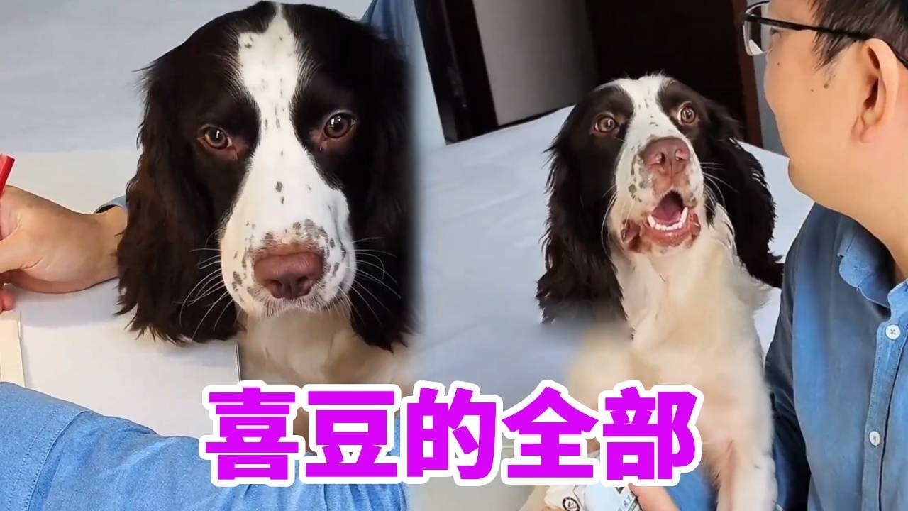 你的世界很大，可它的世界，只有你一个人！【喜豆喜洋洋】