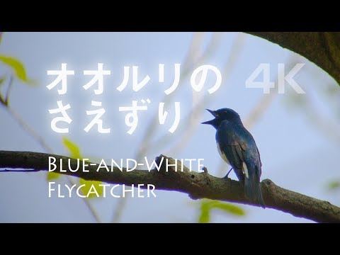 野鳥・オオルリのさえずり特集・バードウォッチング・野鳥観察 - YouTube