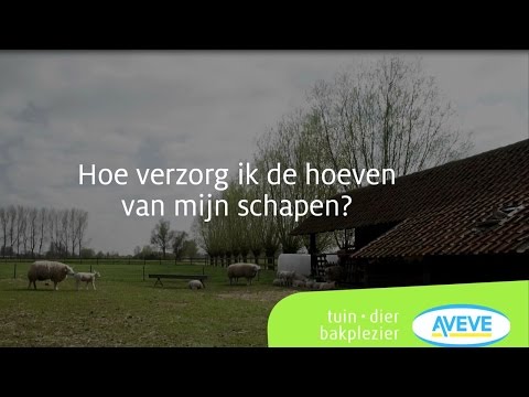 Video: Hoe De Schapen Te Voeren?