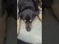 Rosco doesn't want to be bothered! #seniordog #doggielife #rottie #tired