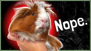 8 Things Guinea Pigs HATE Most in Life!