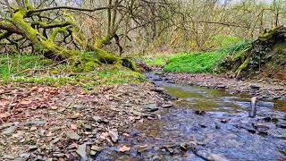 Enjoy the pleasant murmur of a stream in the forest, relax and unwind. Complete relaxation.