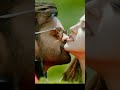 Romantic video|| Jawaan Sai dharam tej mehreen thaman #shorts