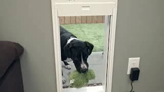 WiFi Pet Doors for Big Dogs