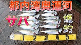 【爆釣】都会の運河で釣りしたらサバがひたすら入れ食いでした