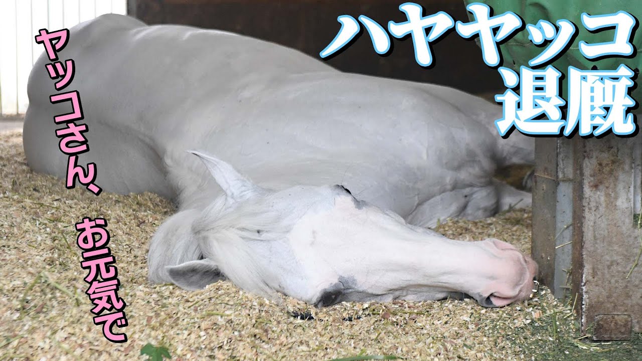 ハヤヤッコが退厩 涙の見送り《東スポ競馬》