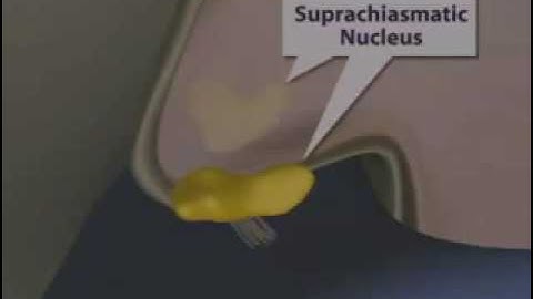 Human Suprachiasmatic Nucleus