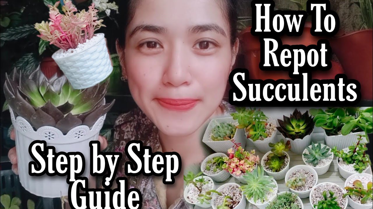 HOW TO REPOT SUCCULENTS FOR BEGINNERS | | STEP BY STEP TUTORIAL ...