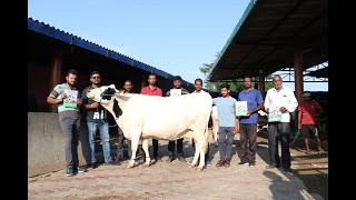 Chopra Farm |महाराष्ट्र के पशुपालकों ने चोपड़ा डेरी से 40 पल्स दूध वाली गाए किस भाव में ख़रीदी देखो