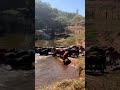 #campo #vidareal #estradadechao #sertanejo #boiada