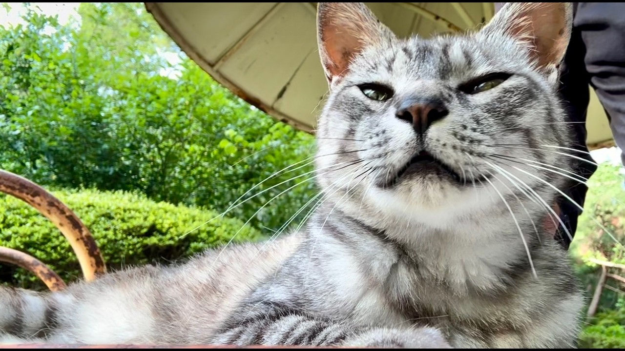 隣に座って穏やかなサバトラ猫ちゃん撫でてたら眠気に耐えてる - YouTube