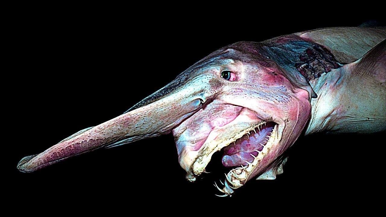 This Shark's Jaws SHOOT OUT Of Its Own Face To Catch Prey — GOBLIN SHARK