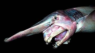 This Shark's Jaws SHOOT OUT Of Its Own Face To Catch Prey — GOBLIN SHARK screenshot 1