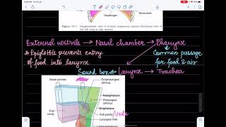 18. Bio-life processes-lec-18-1 screenshot 1