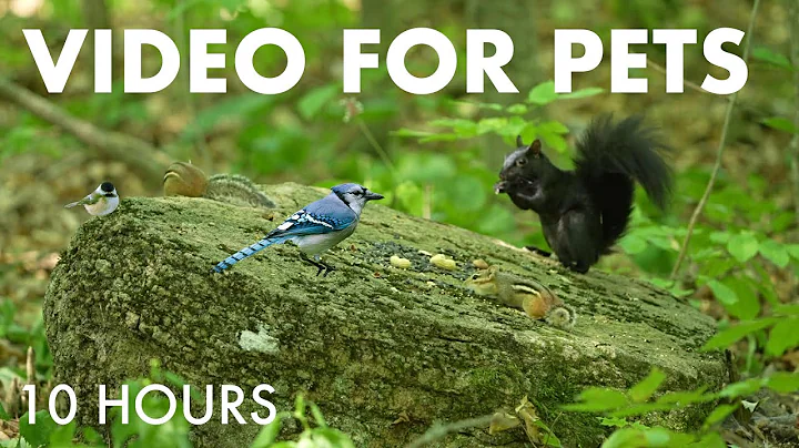 Video 11148731: beautiful forest, forest animals, cat pets