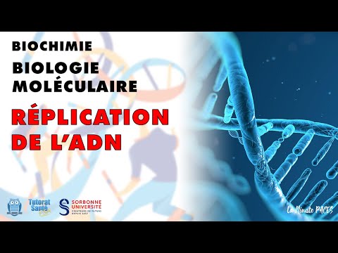 Vidéo: Comment sont synthétisées les nouvelles molécules d'ADN ?