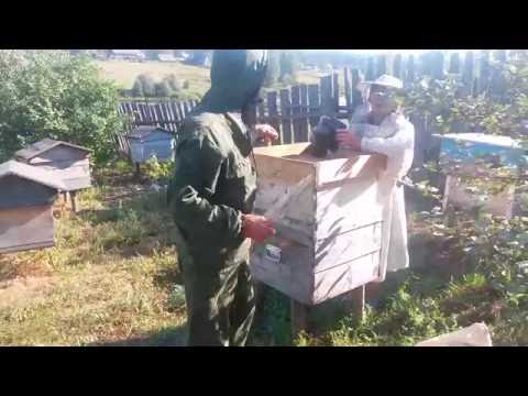 Video: Altai-hunaja: Parantava Eliksiiri Vuorenhuipuilta