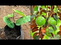 How to propagate star apple tree from cutting  grow star apple fruit