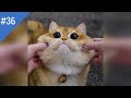 #36 FUNNY PETS / СМЕШНЫЕ ВИДЕО 2021 / Я РЖАЛ ПОЛЧАСА / СМЕШНЫЕ ЖИВОТНЫЕ